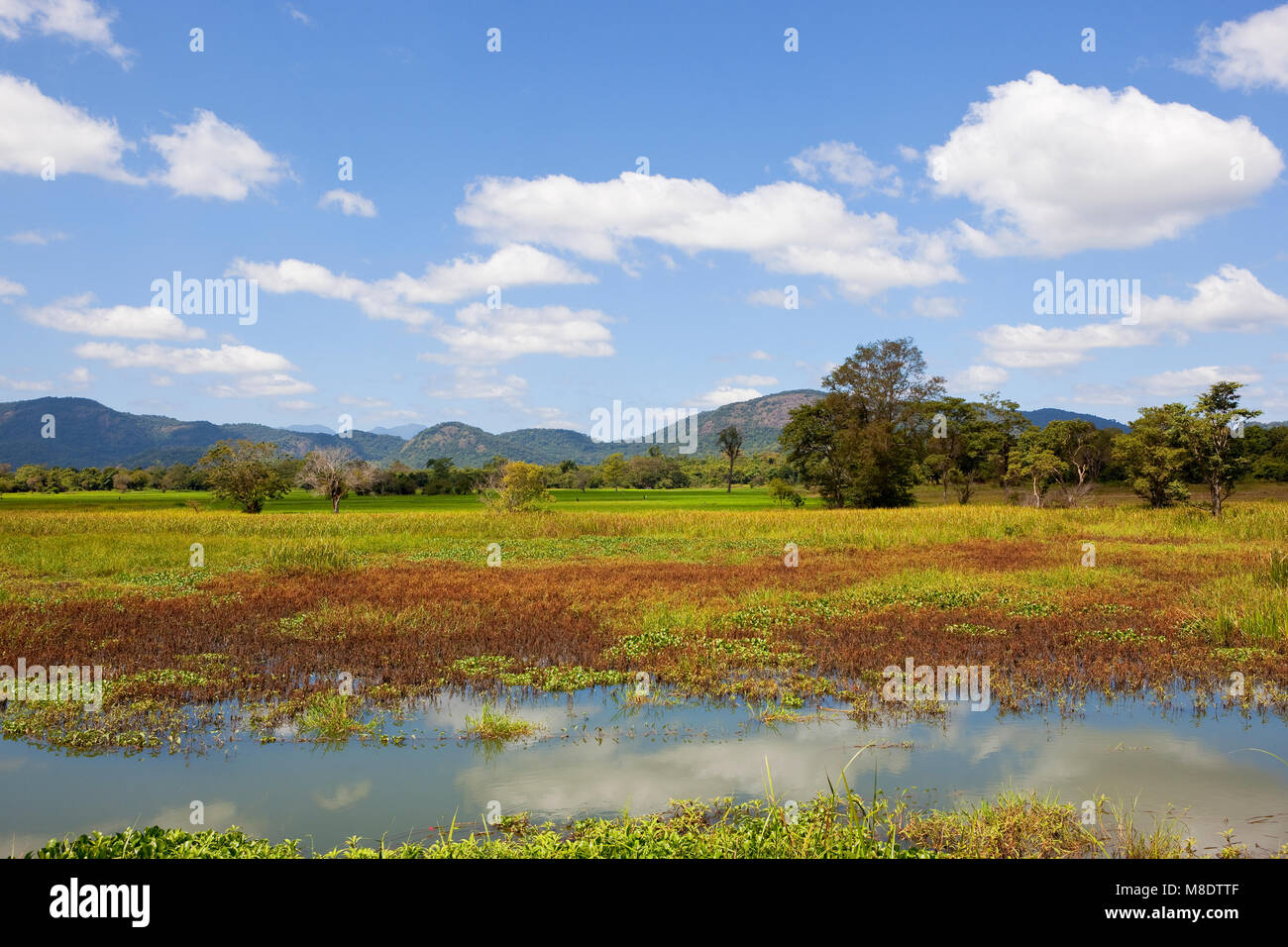 scenic lakeland with woodland and mountains in wasgamuwa national park in sri lanka under a blue sky with white clouds Stock Photo