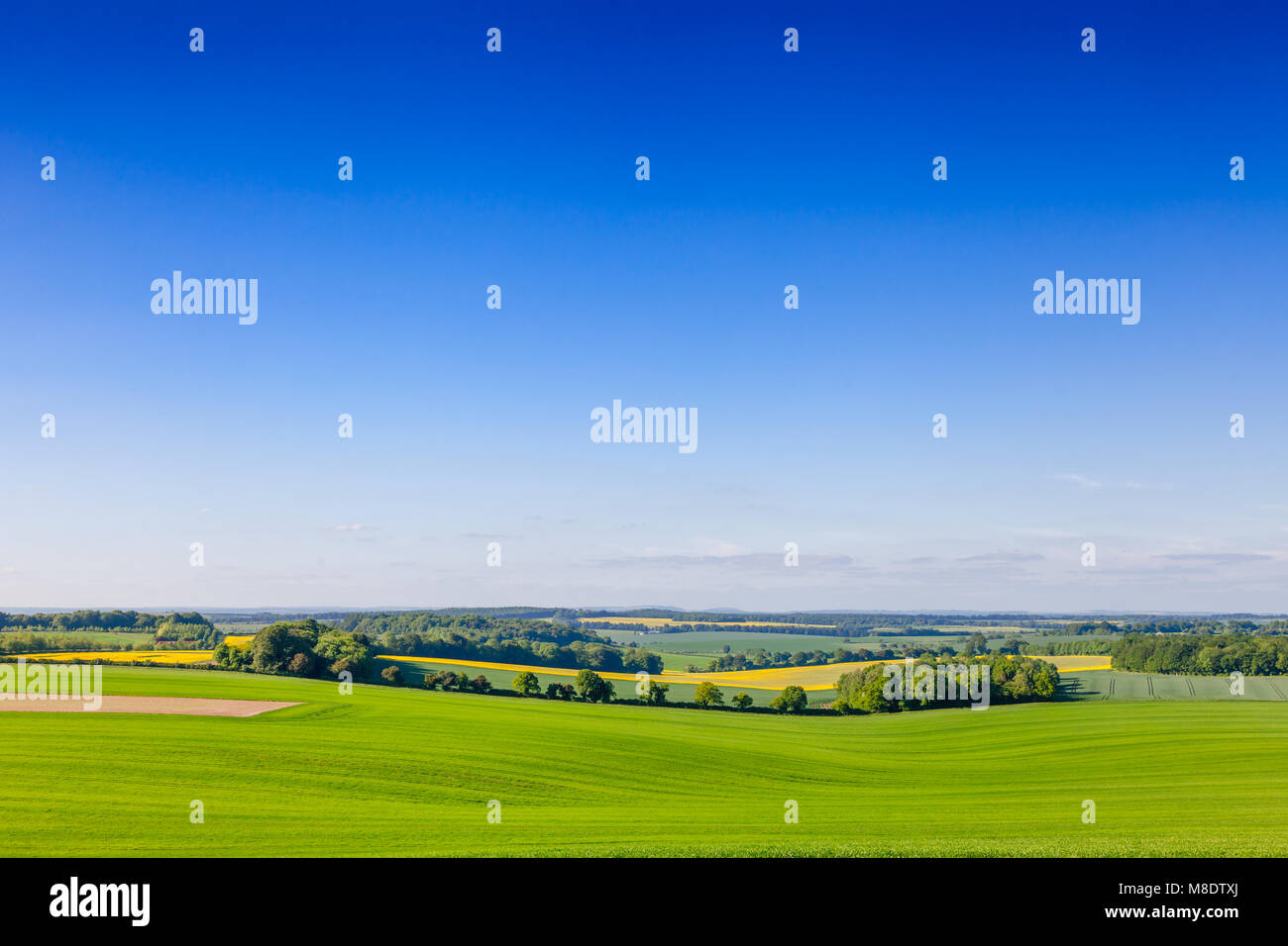 English summer rural landscape with rolling green and yellow fields in