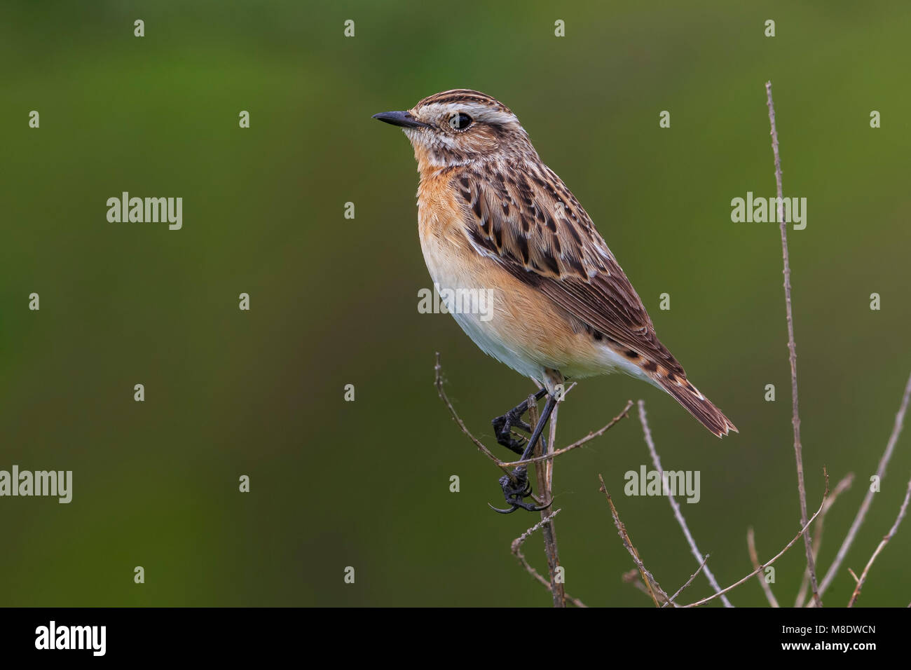Paapje, Whinchat Stock Photo