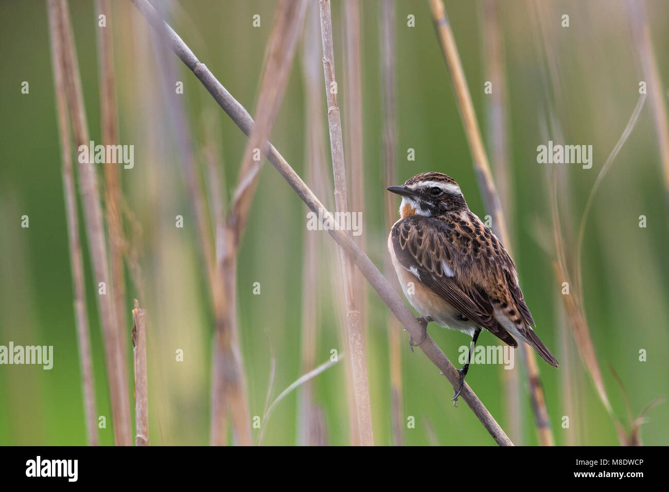 Paapje, Whinchat Stock Photo