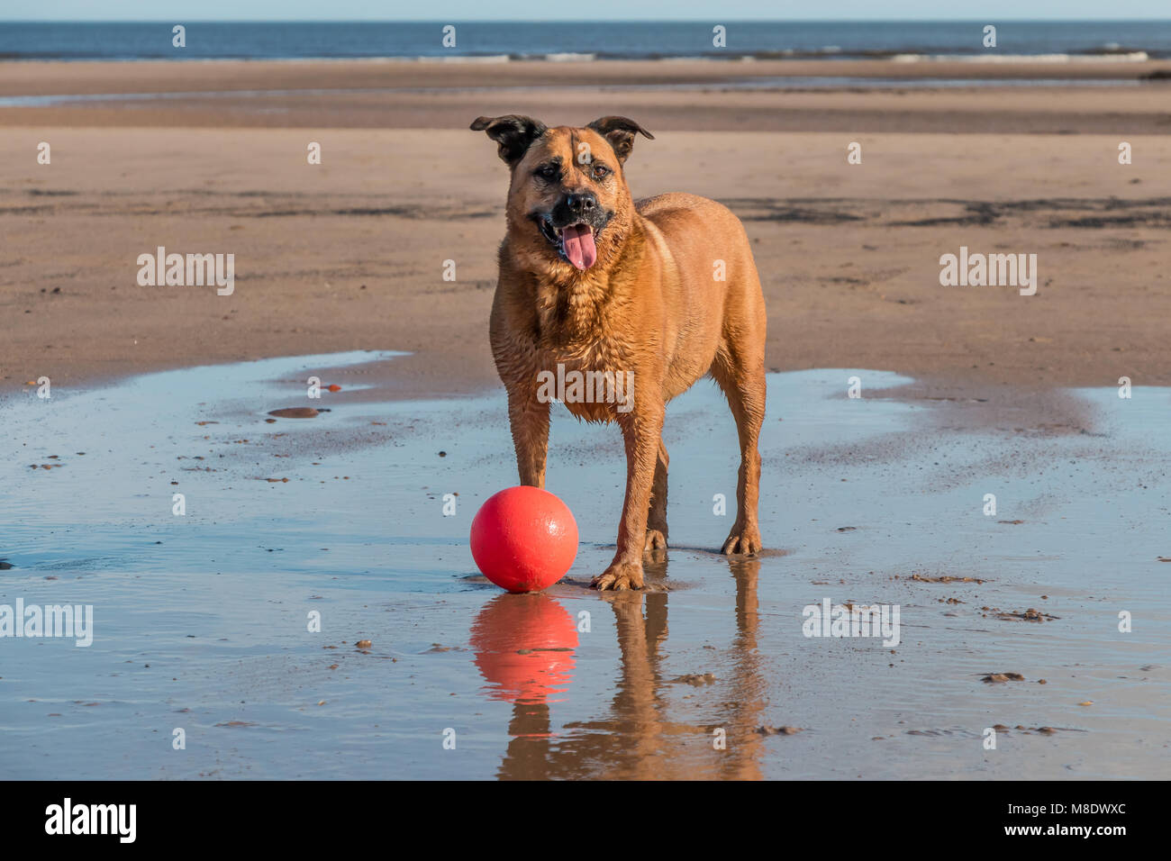 A mongrel tan coloured dog playing with a bright red ball on a beach at