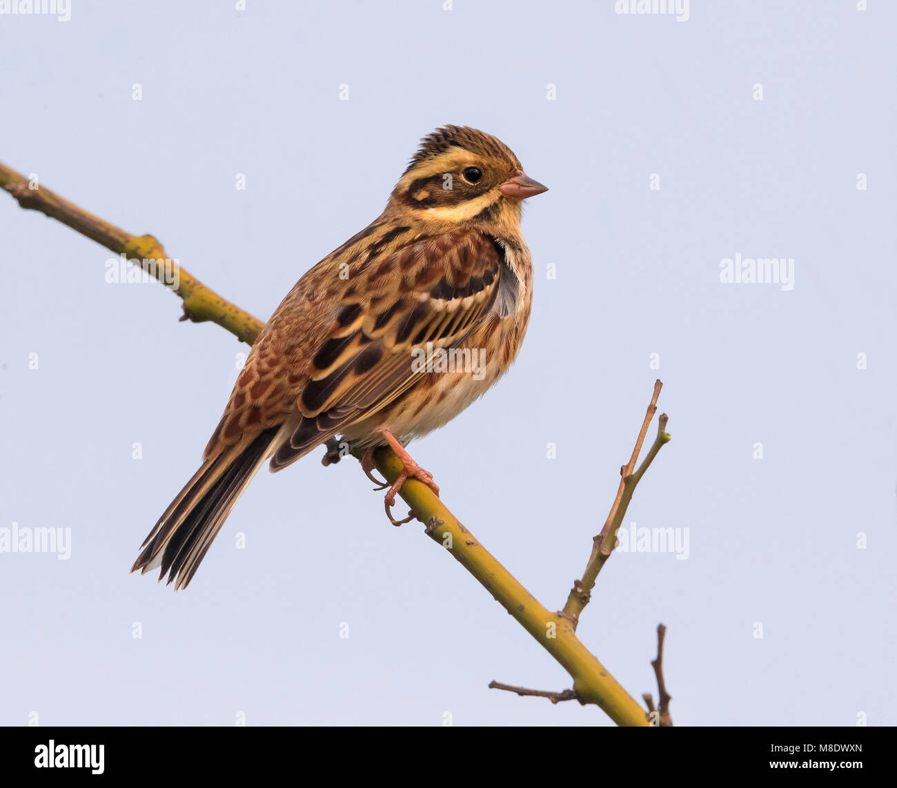 Eerste winter Bosgors; First winter Rustic Bunting Stock Photo