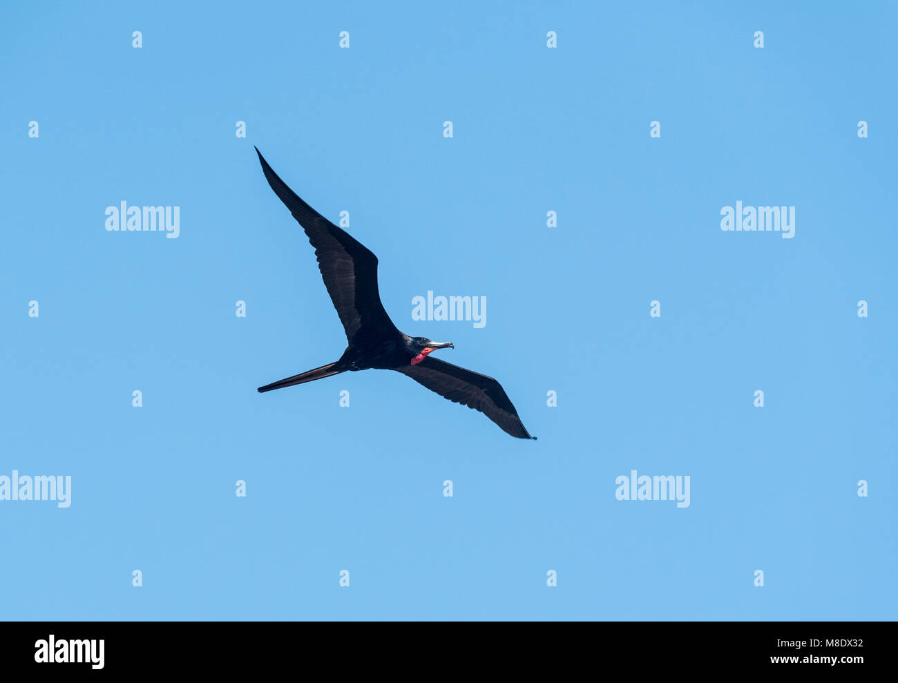 A flying Magnificent Frigatebird (Fregata magnificens) Stock Photo