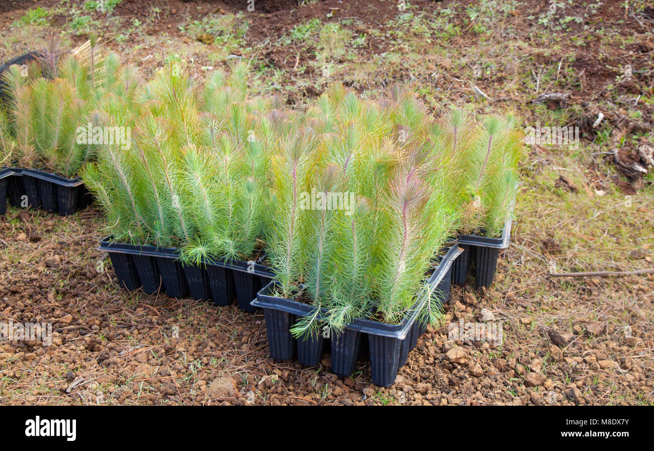 reforestation of Gran Canaria - small plants of Canary Islands Pine Tree, Pinus canarensis, prepared for planting Stock Photo