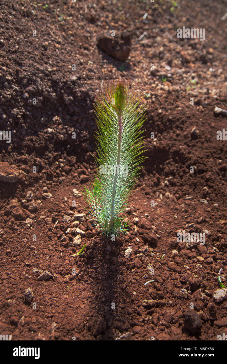 reforestation of Gran Canaria - small plant of Canary Islands Pine Tree, Pinus canarensis, just planted Stock Photo