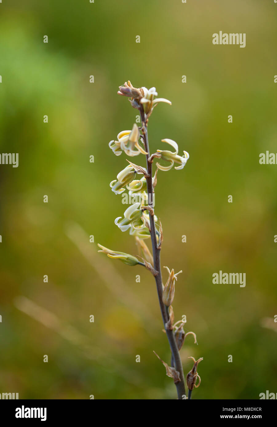 flora of Gran Canaria - flowering Dipcadi serotinum natural floral background Stock Photo