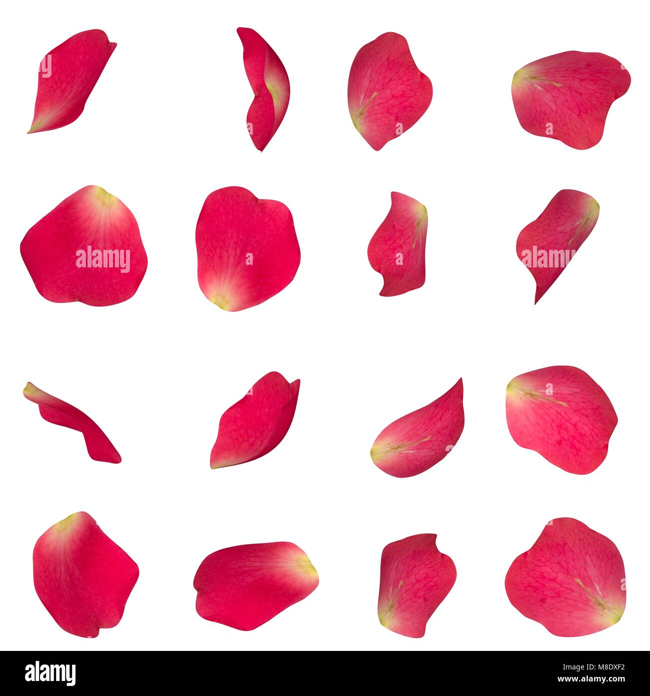 A set of red rose petals in different angles. White isolated background