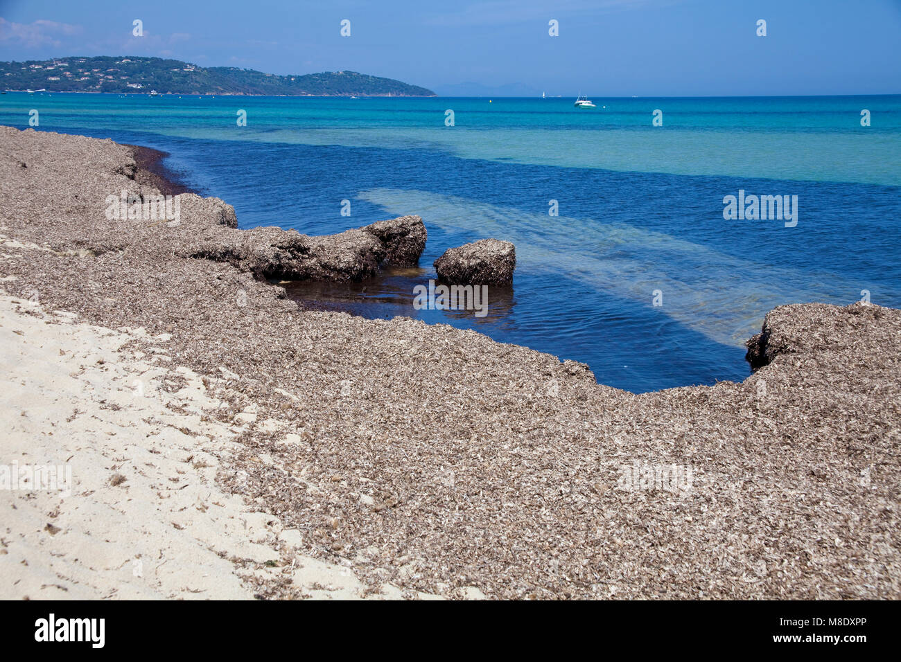 Washed ashore algae at Pampelonne beach, popular beach at Saint-Tropez, french riviera, South France, Cote d'Azur, France, Europe, Mediterranean sea Stock Photo