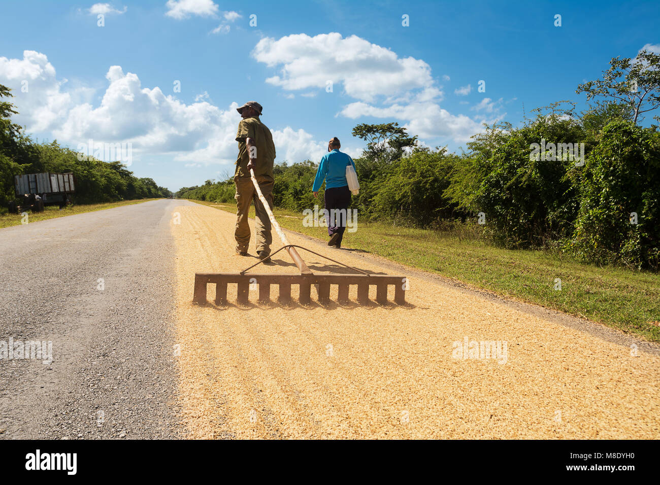 Cienfuegos, Cuba - December 7, 2017: Cuban farmer raises rice to dry it on the road Stock Photo