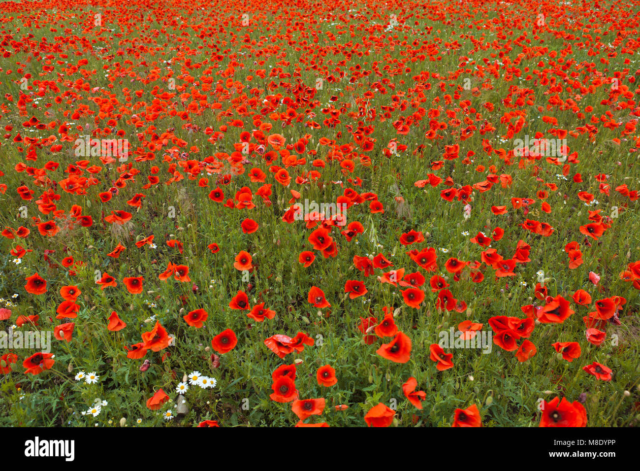 The natural beauty of red poppy's field Stock Photo