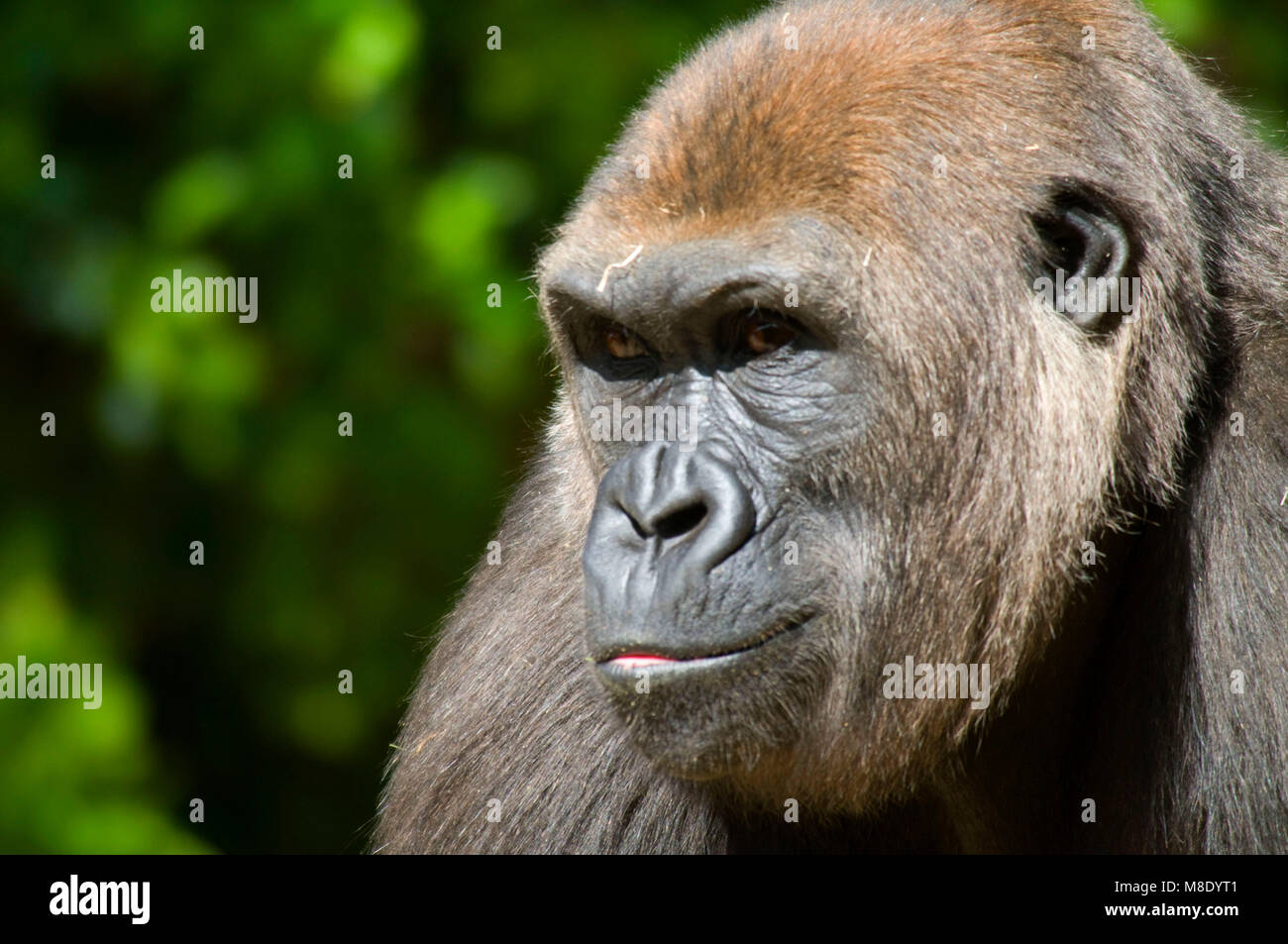 Western lowland gorilla (Gorilla gorilla), San Diego Wild Animal Park ...