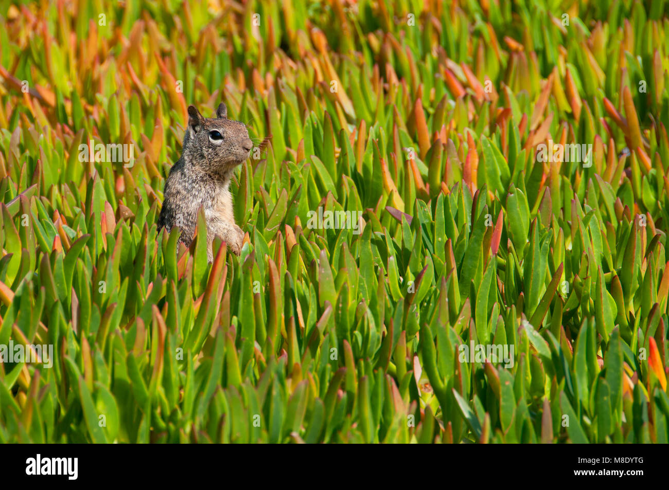 California ground squirrel (Spermophilus beecheyi), Ellen Browning Scripps Marine Park, La Jolla, California Stock Photo