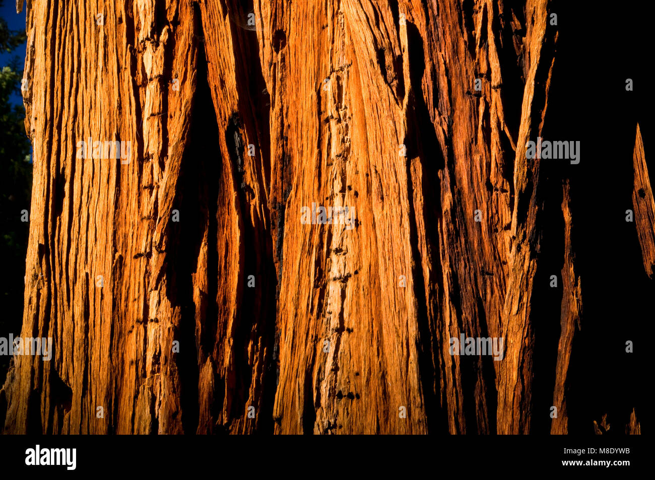 Cedar along Trail of 100 Giants at Long Meadow Grove, Sequoia National Monument, California Stock Photo