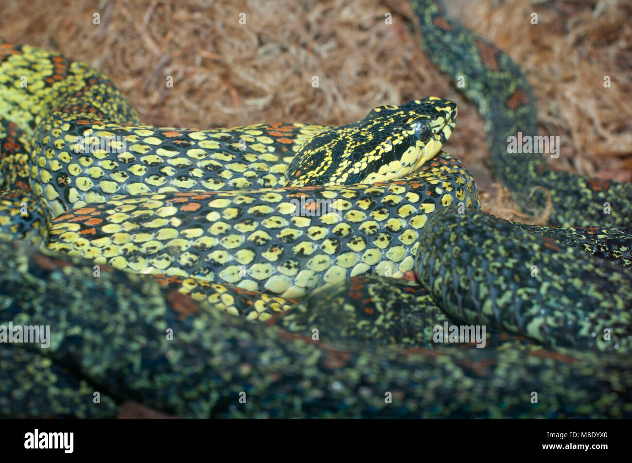 Jerdon's pit viper (Trimeresurus jerdonii), San Diego Zoo, Balboa Park, San Diego, California Stock Photo