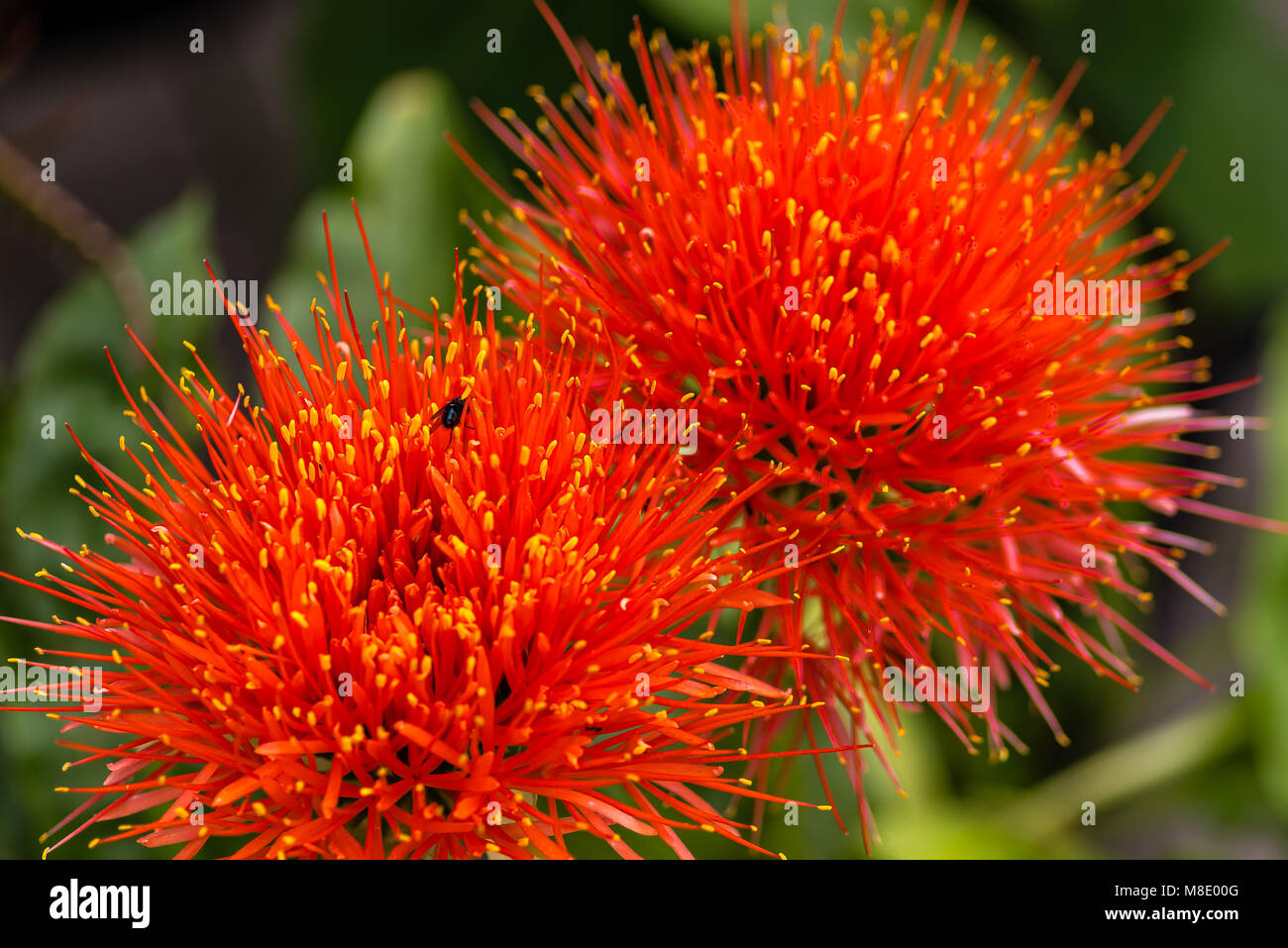 Close up of a Scadoxus multiflorus, Amaryllidaceae, selective focus Stock Photo