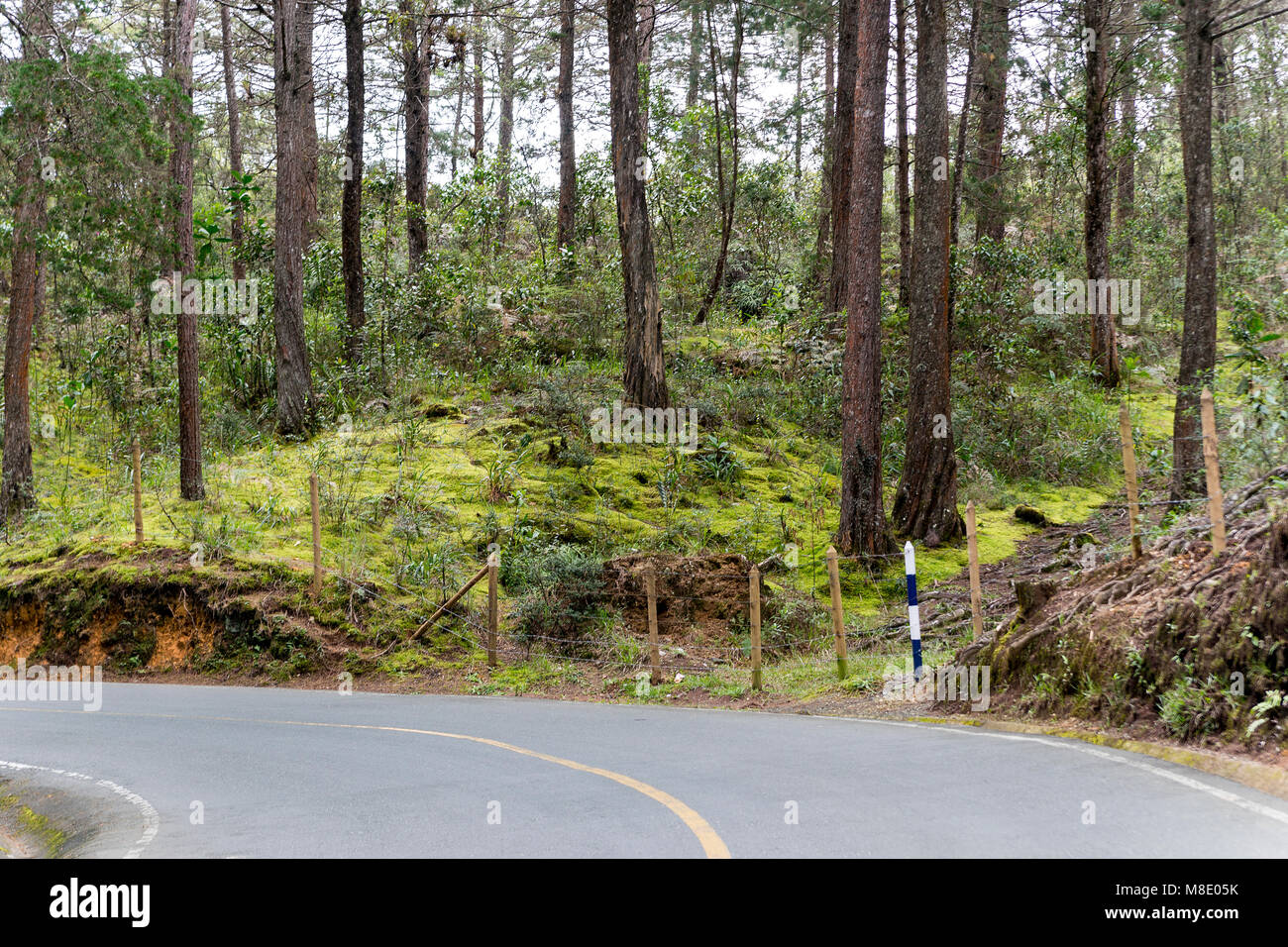 Arvi Park's Natural Landscapes in Medellin Stock Photo