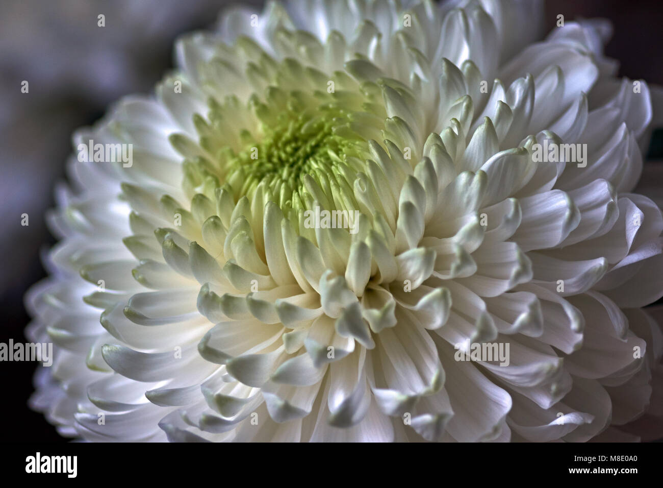 White chrysanthemums are spherical in shape with a green core on a