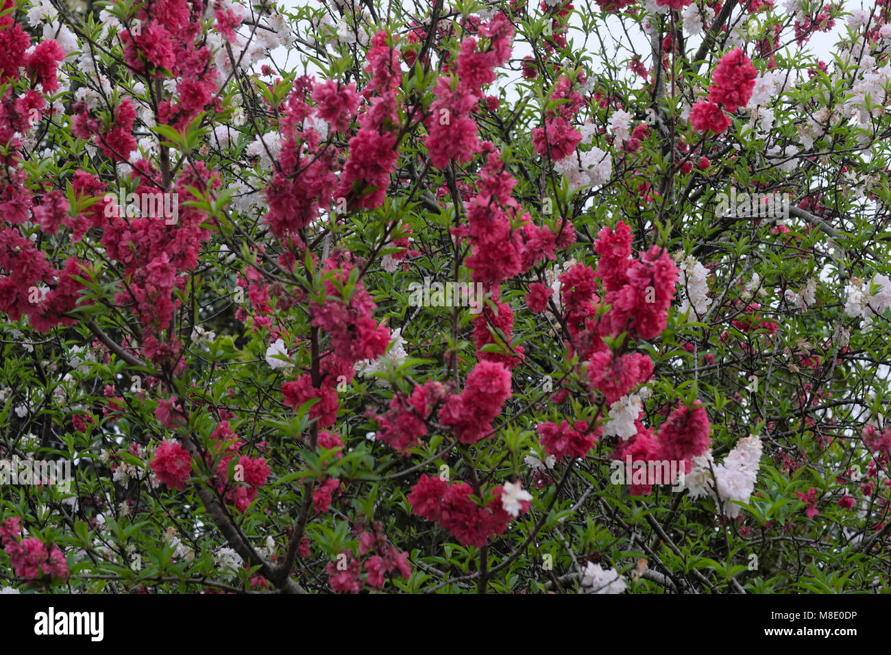 Peppermint Tree Stock Photo Alamy