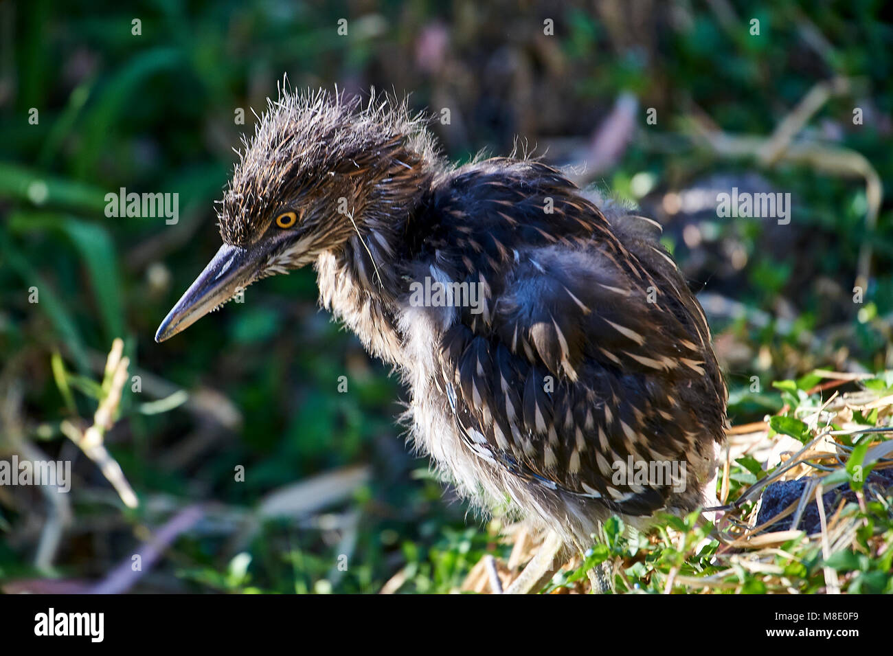 Immature Black-crowned Night Heron (Nycticorax nycticorax) in reed bed