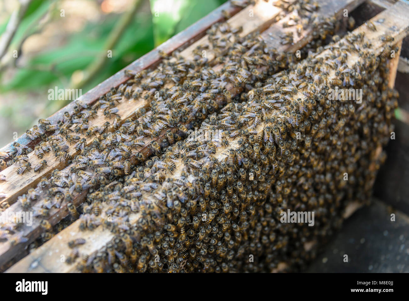 honeybee-asian-stream-girl-getting-beat-up-video