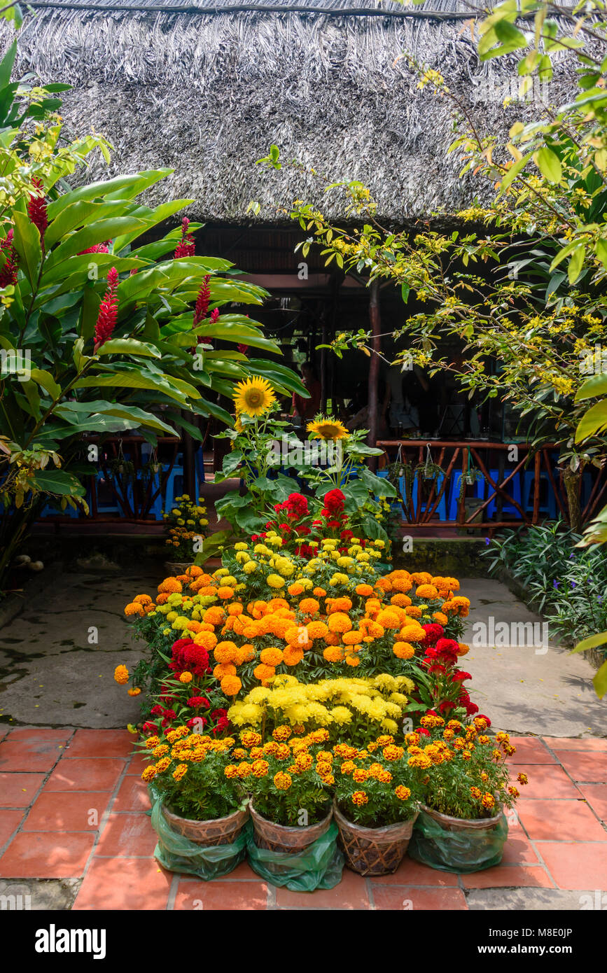 Chrysanthemum flowers, seen as lucky by the Vietnamese, growing in a garden, Vietnam Stock Photo