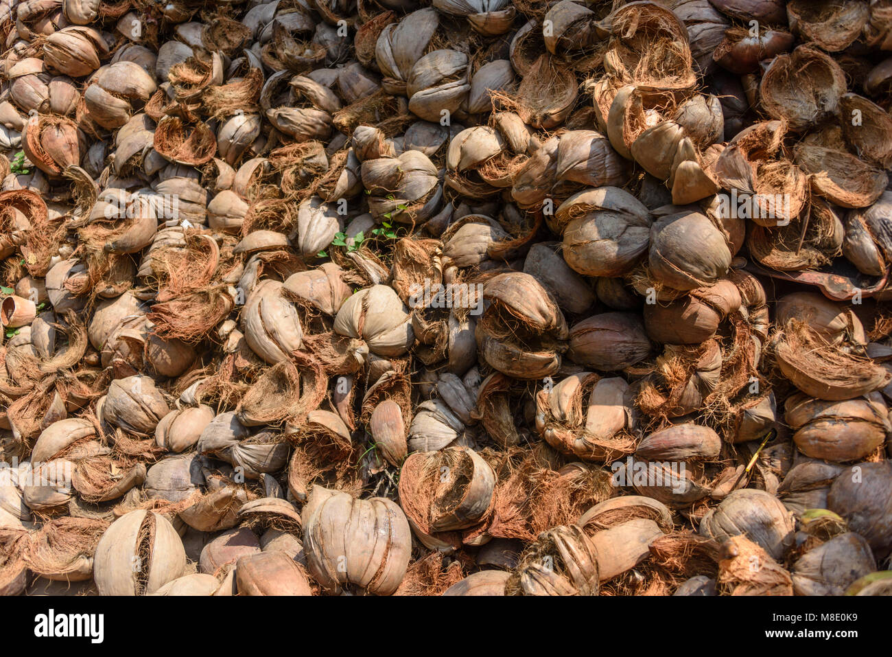 A large pile of coconut husks at a coconut farm, Vietnam Stock Photo