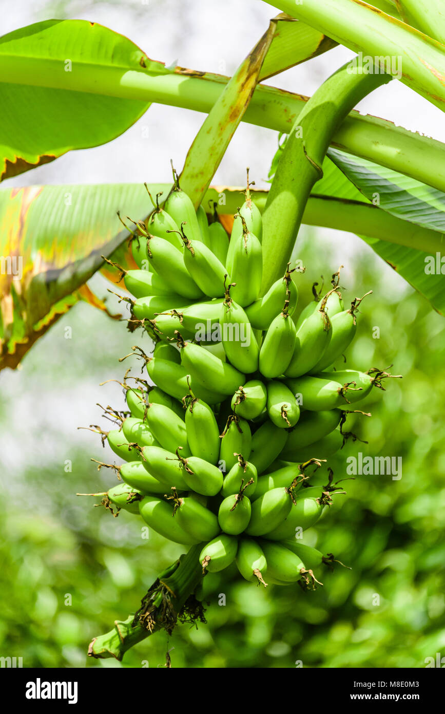 Bananas growing on a tree, Vietnam Stock Photo Alamy