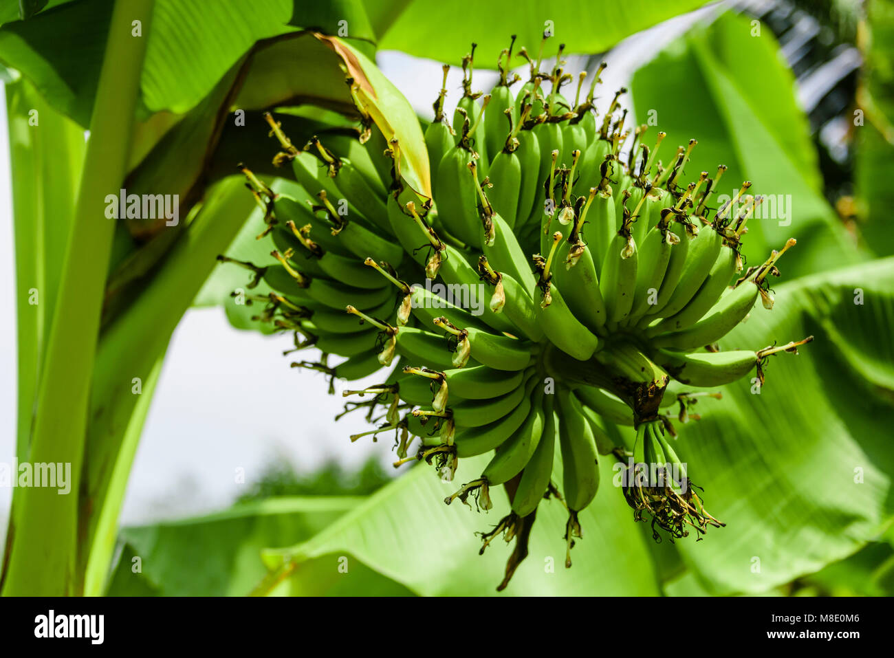 Bananas growing on a tree, Vietnam Stock Photo Alamy