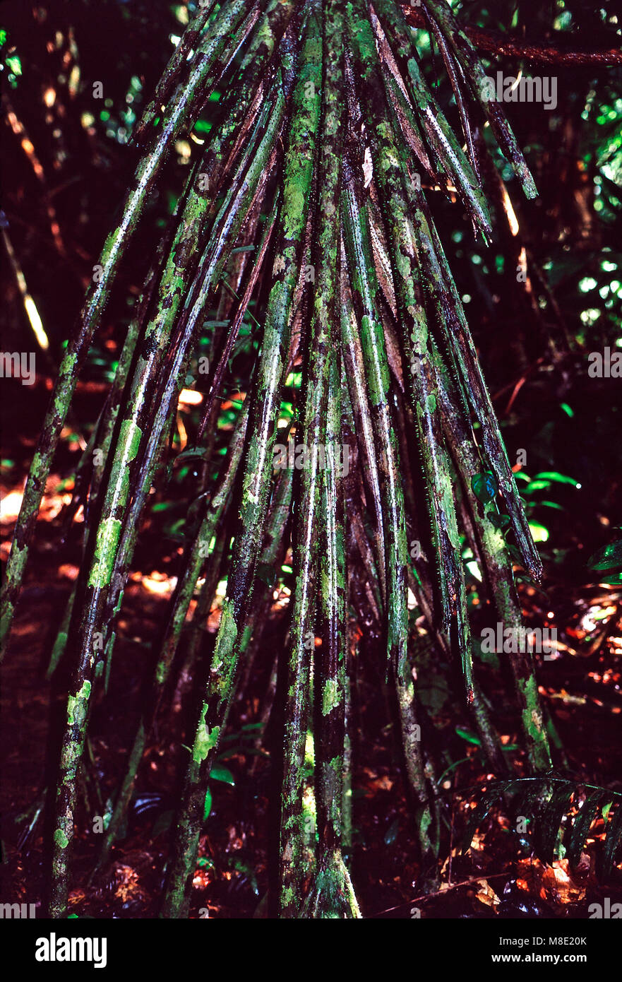 Walking palm,Tirimbina Rain Forest,Costa Rica Stock Photo