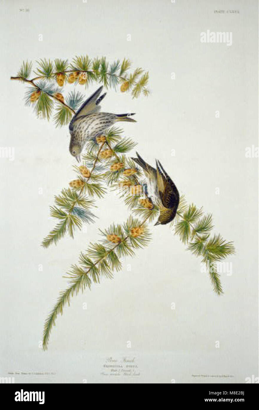 This image features a Pine Finch, a bird species known for its striking ...