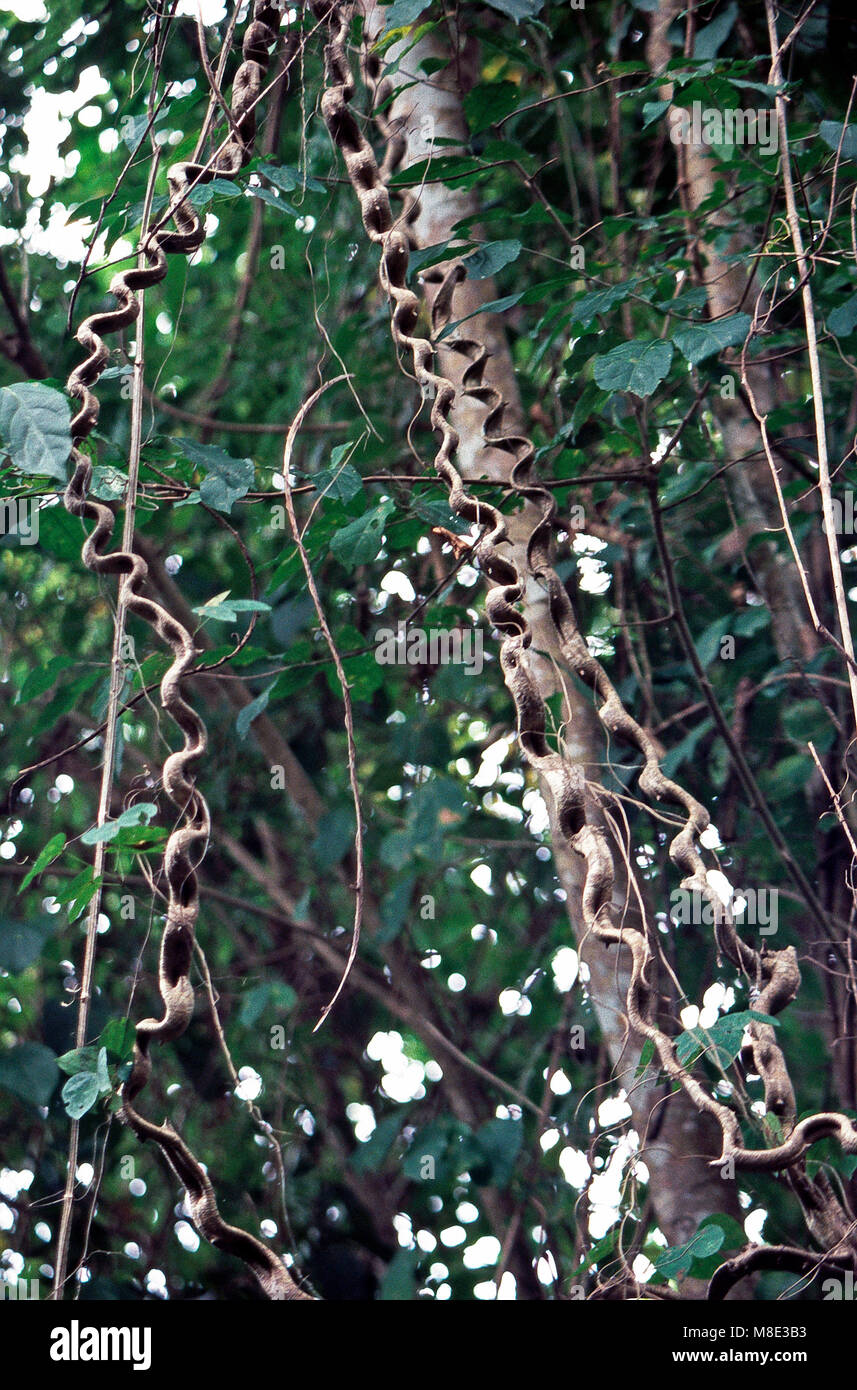 Monkeyladder vine,Costa Rica Stock Photo Alamy