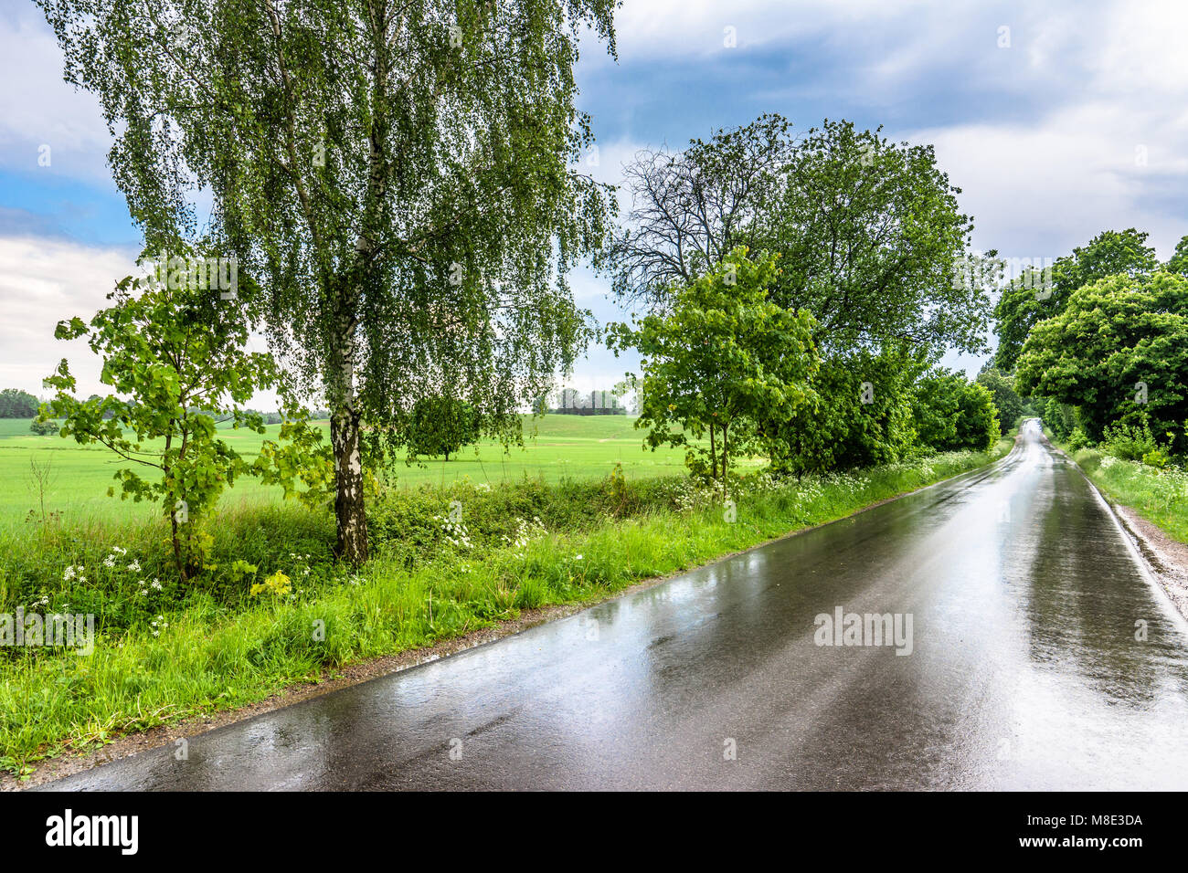 Wet Road After Rain In Countryside Scenery Of Green Fields In Spring Stock Photo Alamy Wet Road After Rain In Countryside Scenery Of Green Fields In Spring Stock Photo Alamy