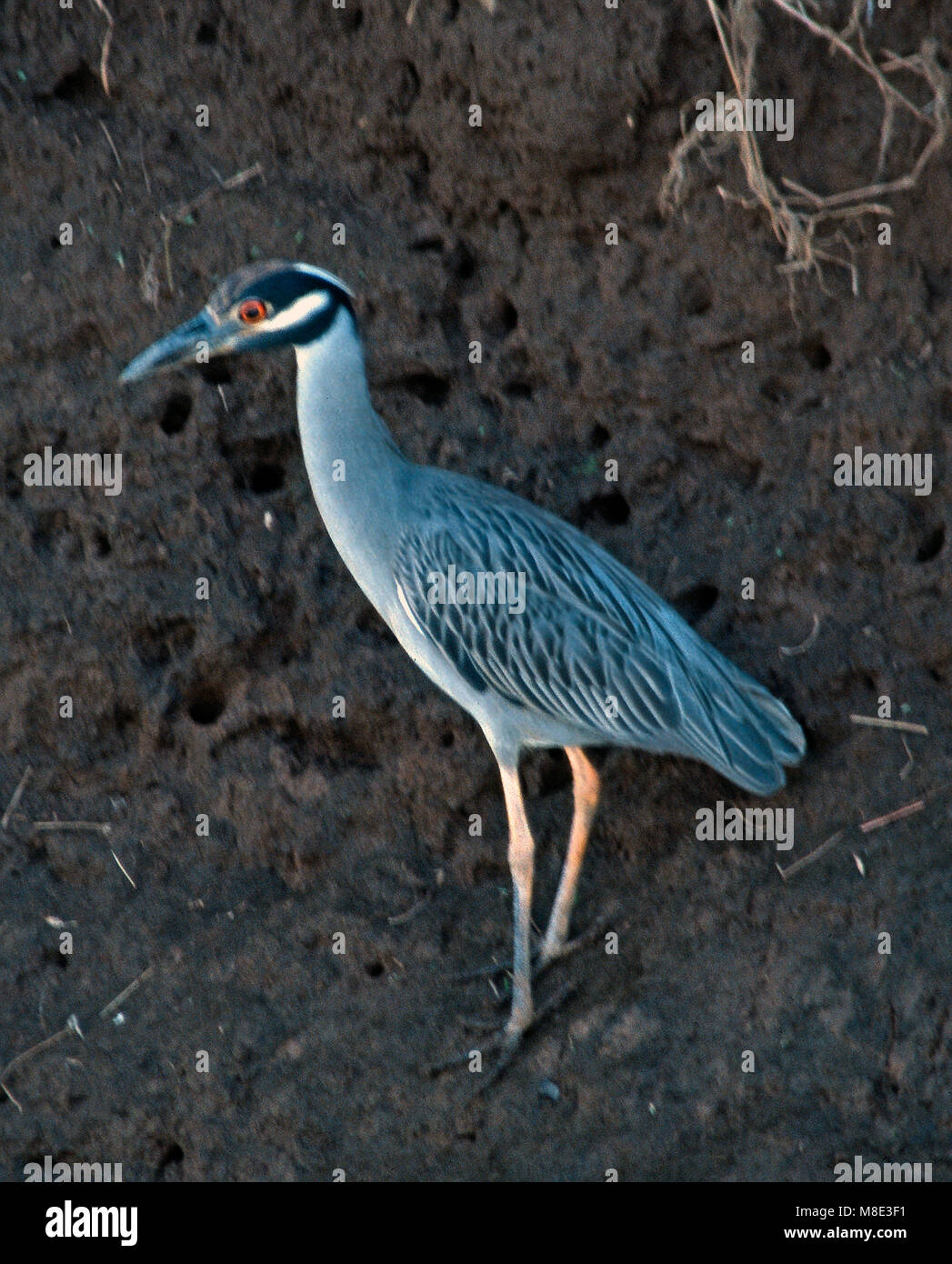 Yellowcrowned night heron,Costa Rica Stock Photo Alamy