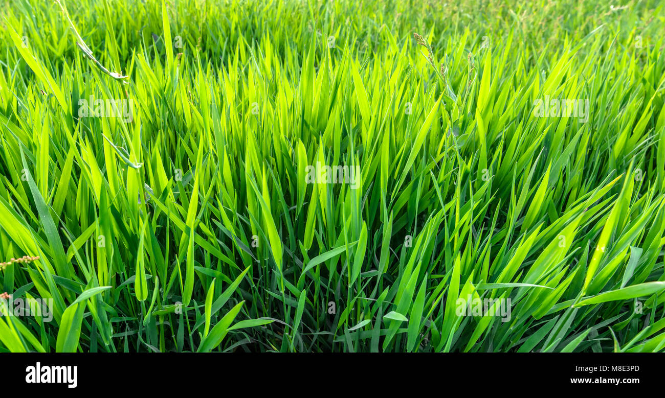 Closeup image lush green grass hi-res stock photography and images - Alamy