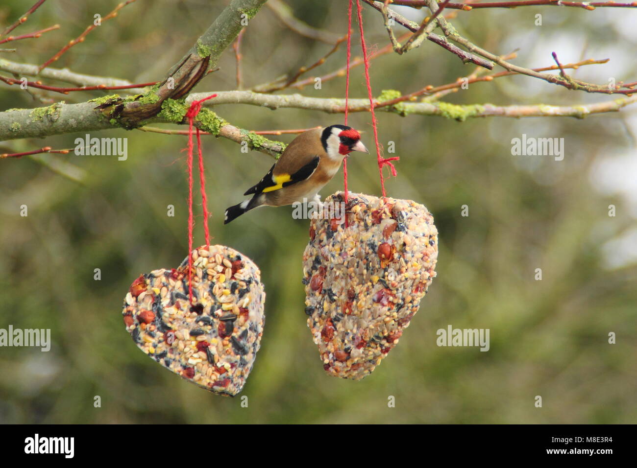 Goldfinch (Carduelis carduelis) feeds at a homemade heart shaped bird feeder packed with fat, sunflower seeds and hedgerow berries in late winter UK Stock Photo