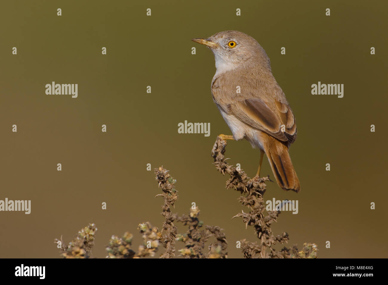 Woestijngrasmus in lage struikjes Asian Desert Warbler is low scrub Stock Photo