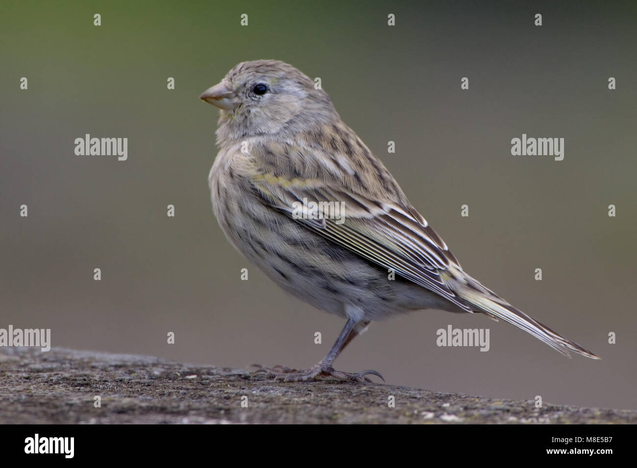 Hutspot hi-res stock photography and images - Alamy