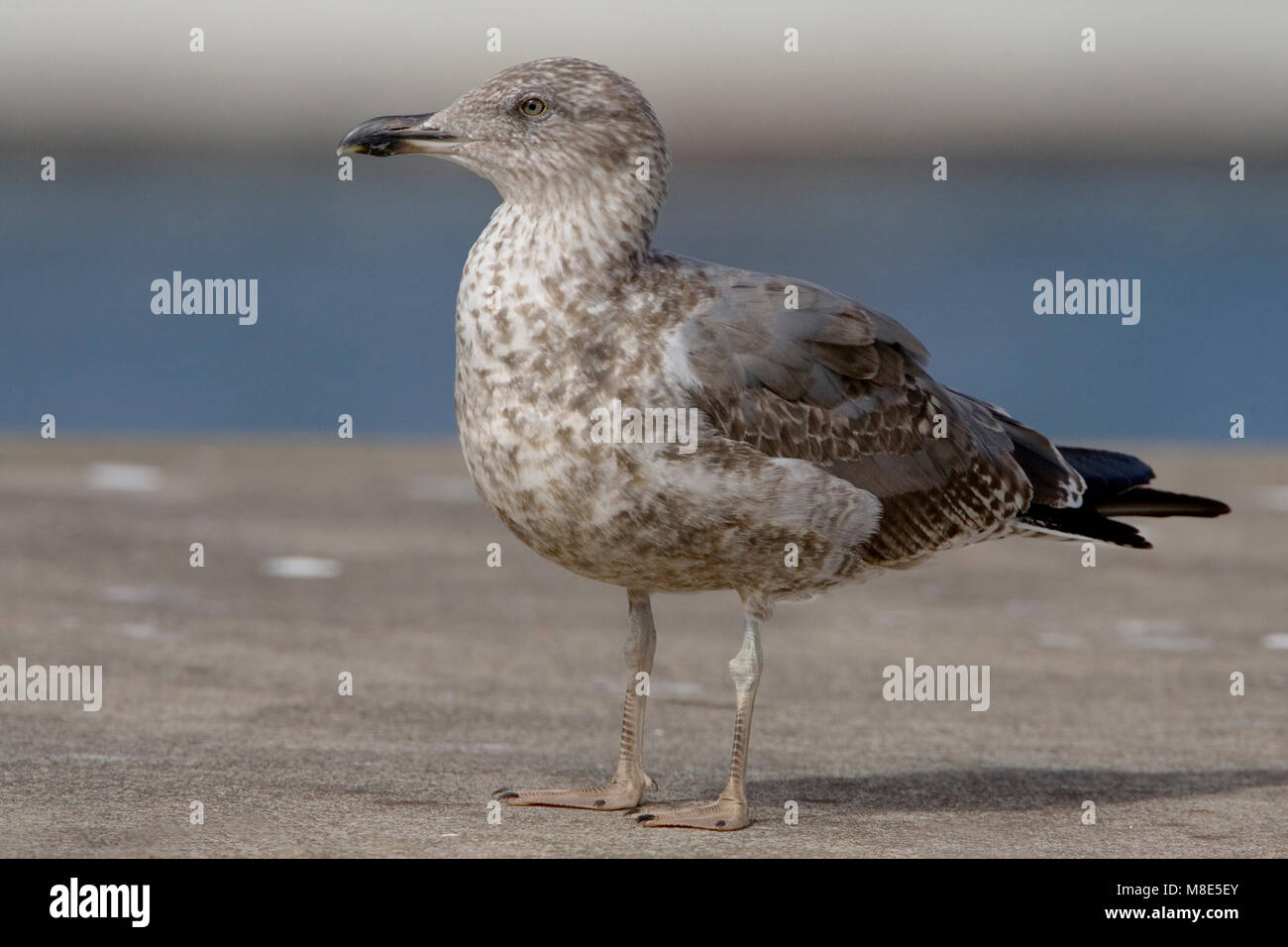 Onvolwassen Atlantische Geelpootmeeuw; Immature Atlantic Yellow-legged Gull Stock Photo