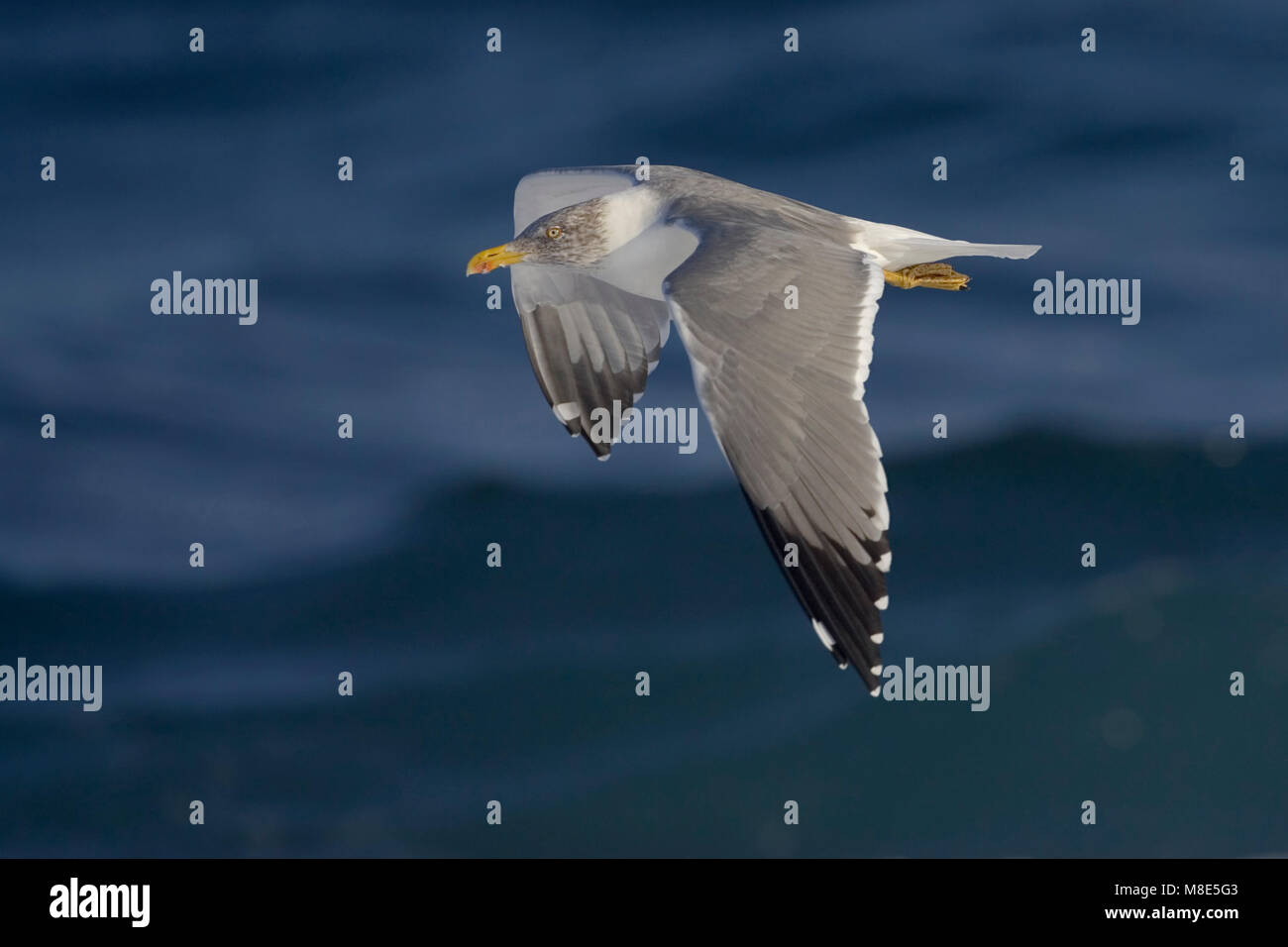 Atlantische Geelpootmeeuw; Atlantic Yellow-legged Gull Stock Photo