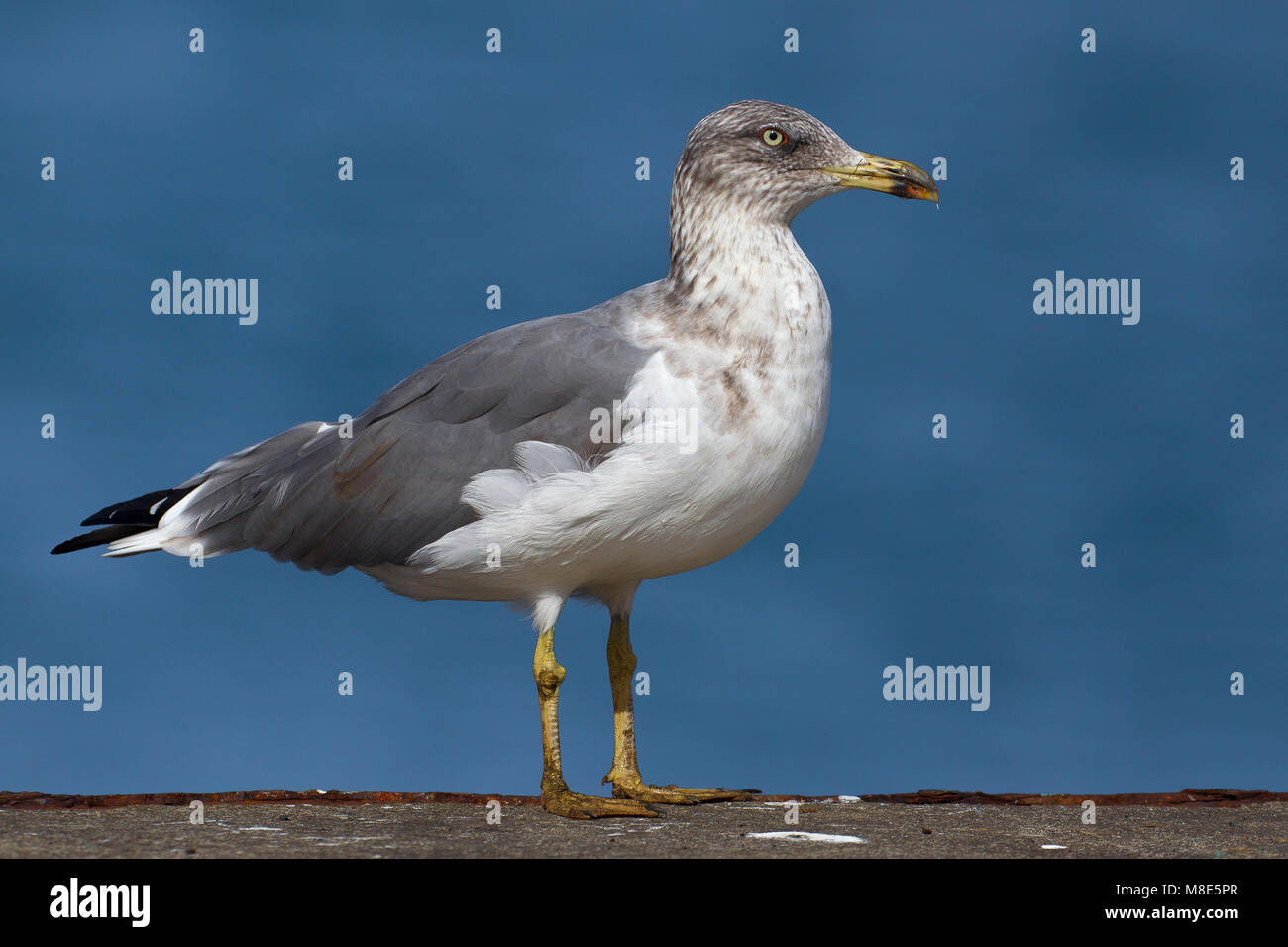 Atlantische geelpootmeeuw, Atlantic Yellow-legged Gull Stock Photo