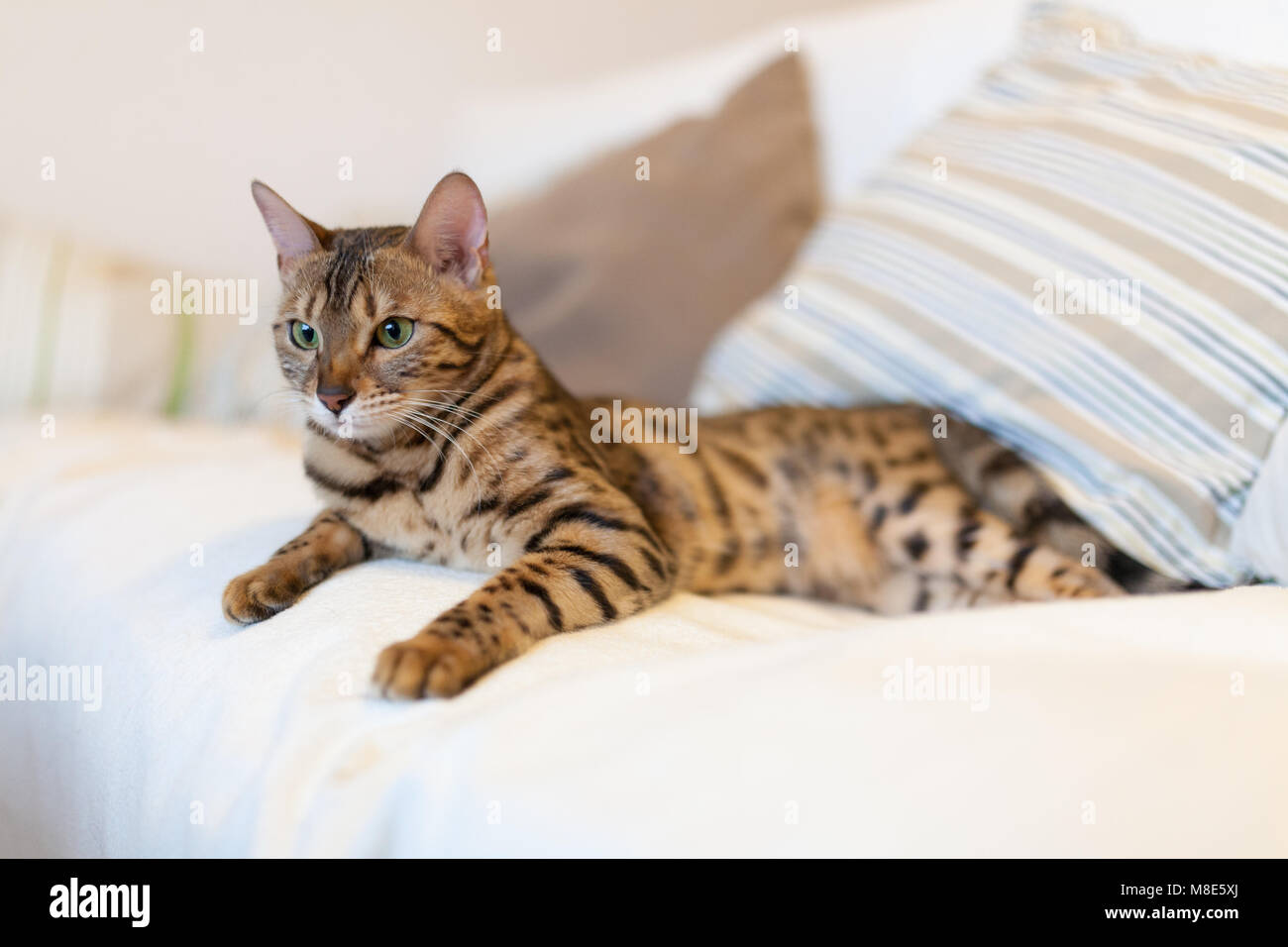 Young bengal cat lying on couch Stock Photo