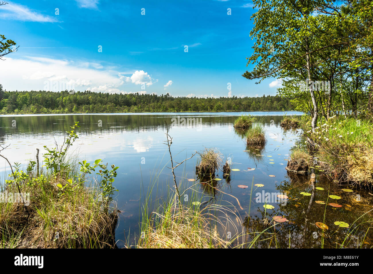 Sunny summer landscape of lake in the forest Stock Photo - Alamy