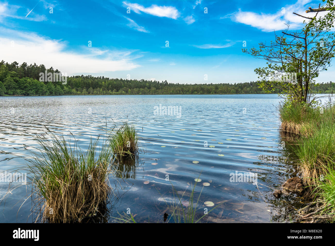Sunny summer landscape of lake in the forest Stock Photo - Alamy