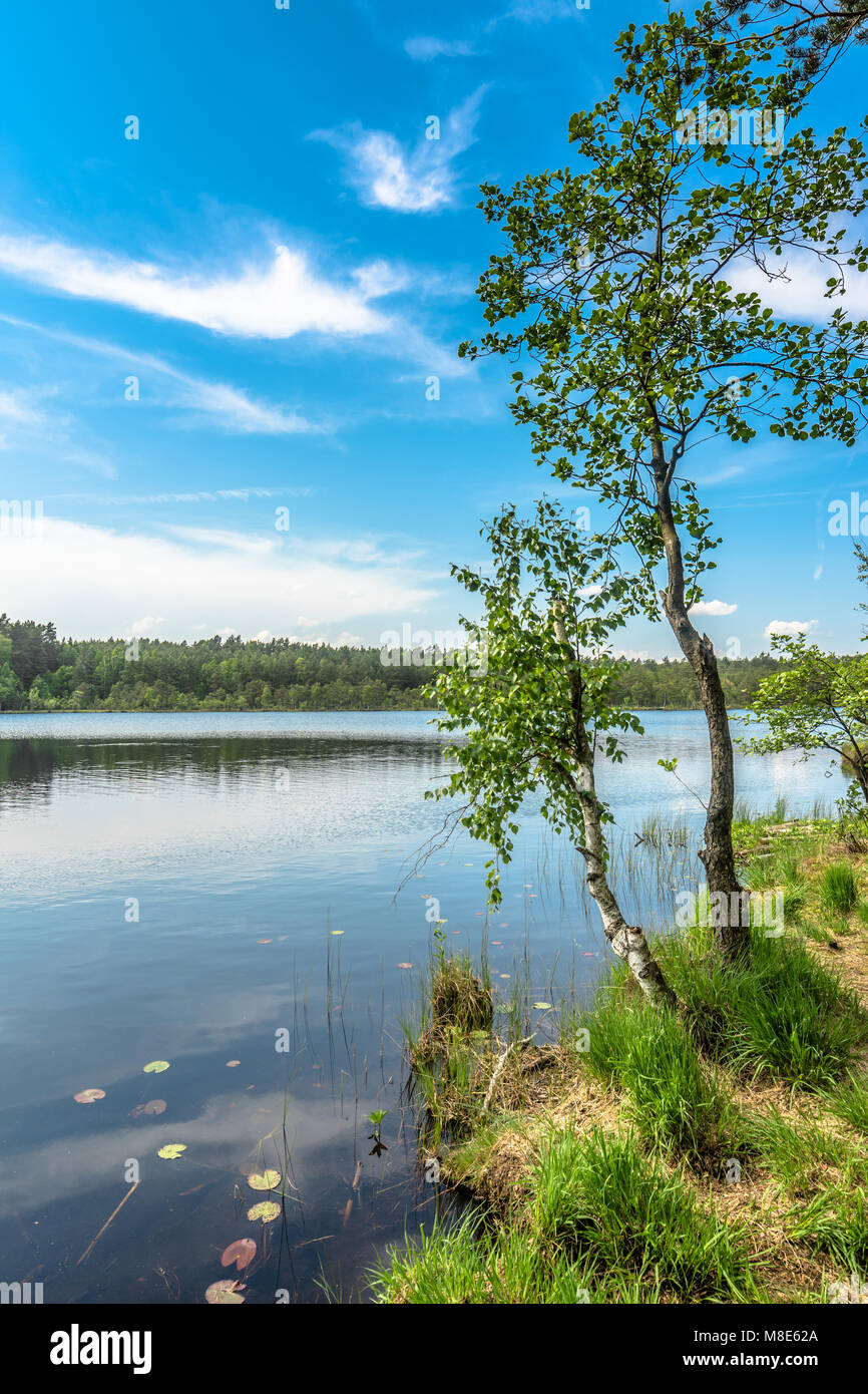 Sunny summer landscape of lake in the forest Stock Photo - Alamy