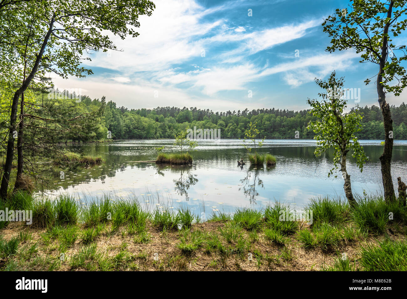Sunny summer landscape of lake in the forest Stock Photo - Alamy