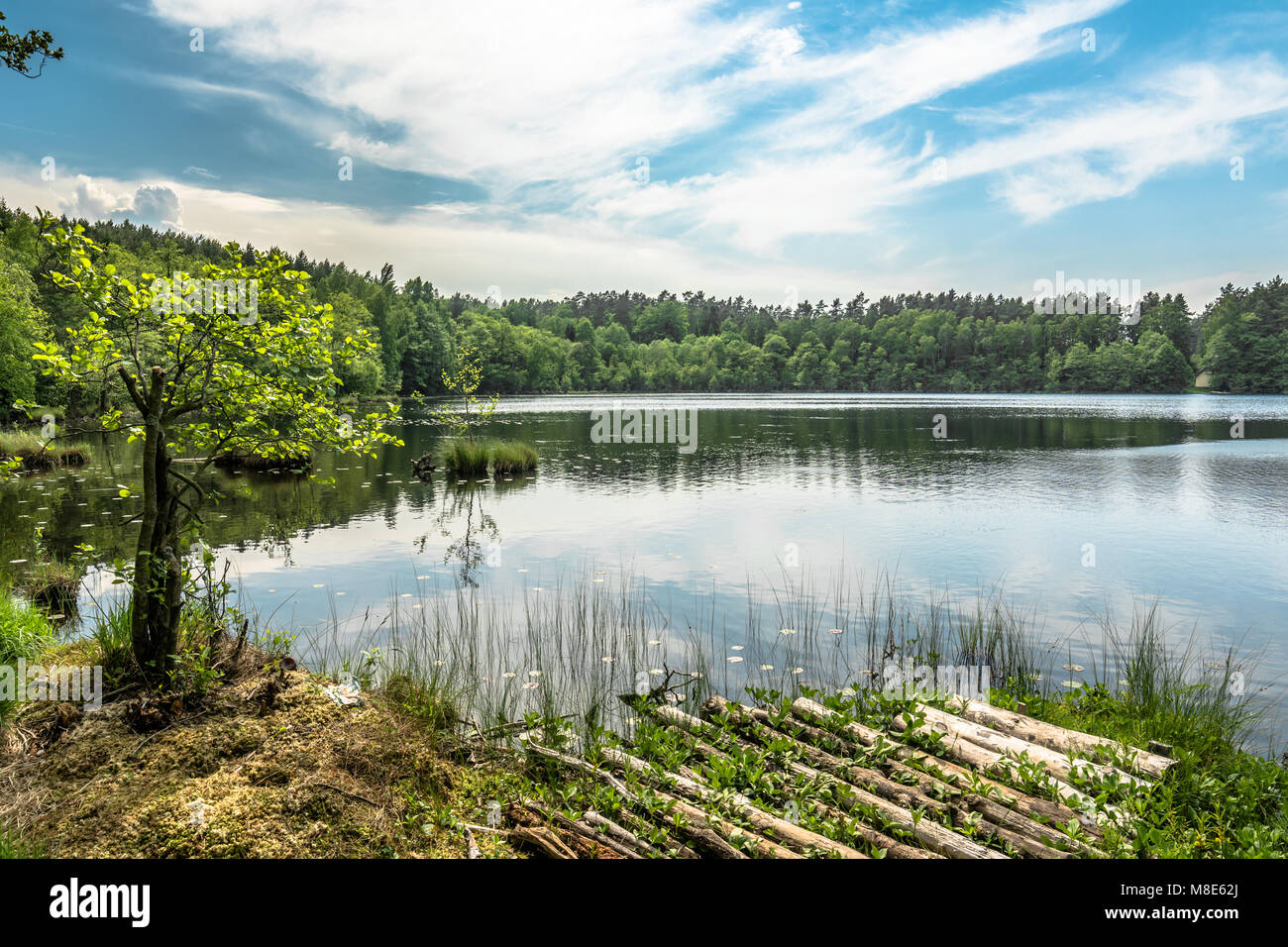 Sunny summer landscape of lake in the forest Stock Photo - Alamy
