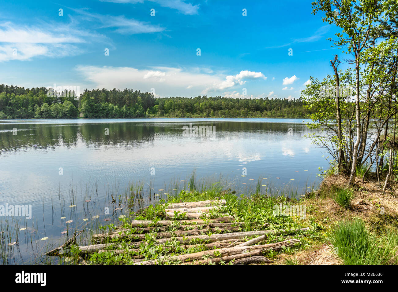Sunny summer landscape of lake in the forest Stock Photo - Alamy
