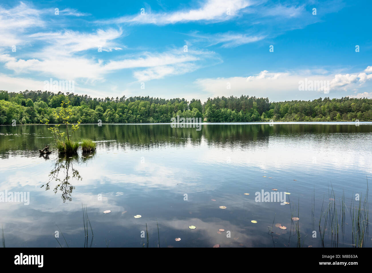 Sunny summer landscape of lake in the forest Stock Photo - Alamy