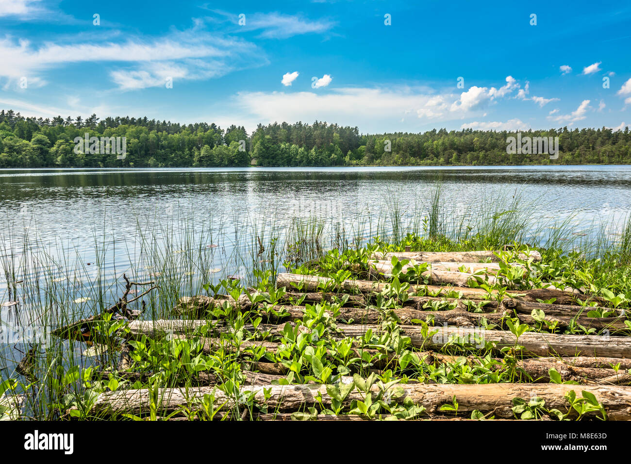 Sunny summer landscape of lake in the forest Stock Photo - Alamy