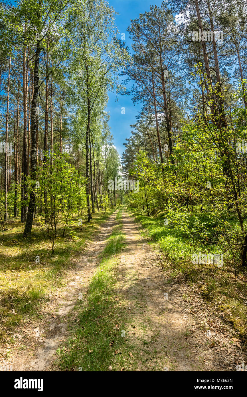 Beautiful forest road at spring landscape Stock Photo - Alamy